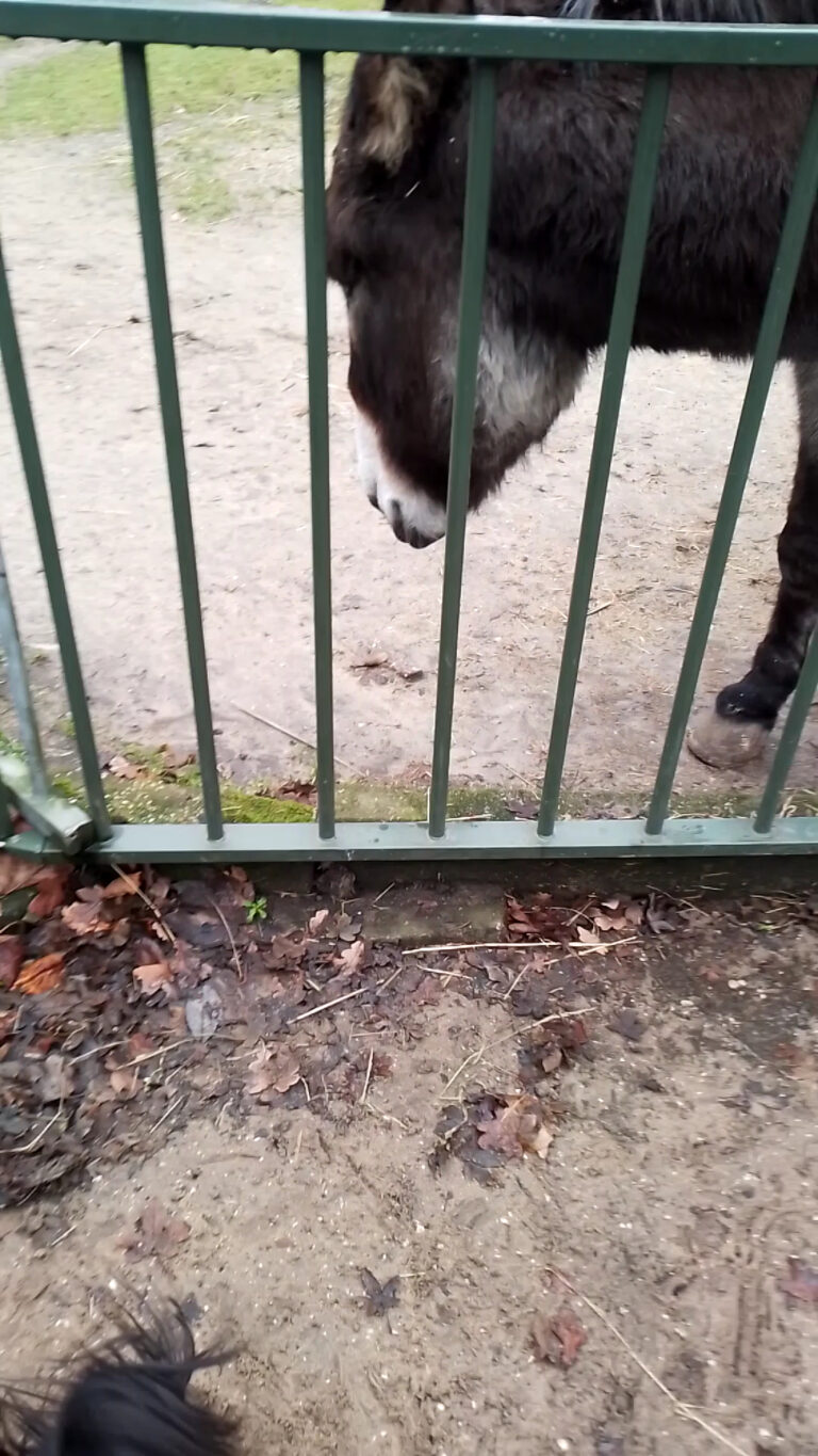 Children’s Farm De Buiktuin
