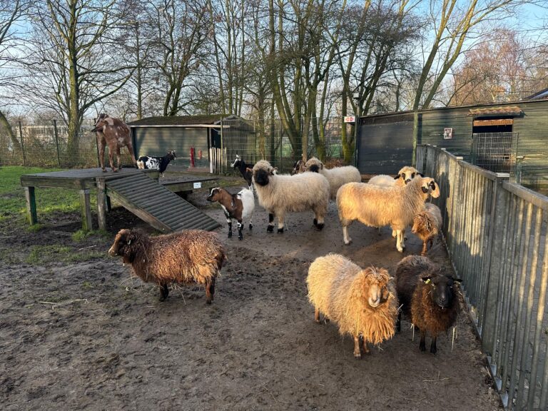Children’s Farm De Buiktuin
