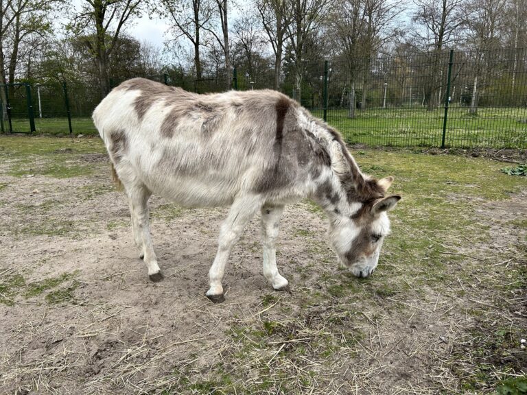 Children’s Farm De Uylenburg