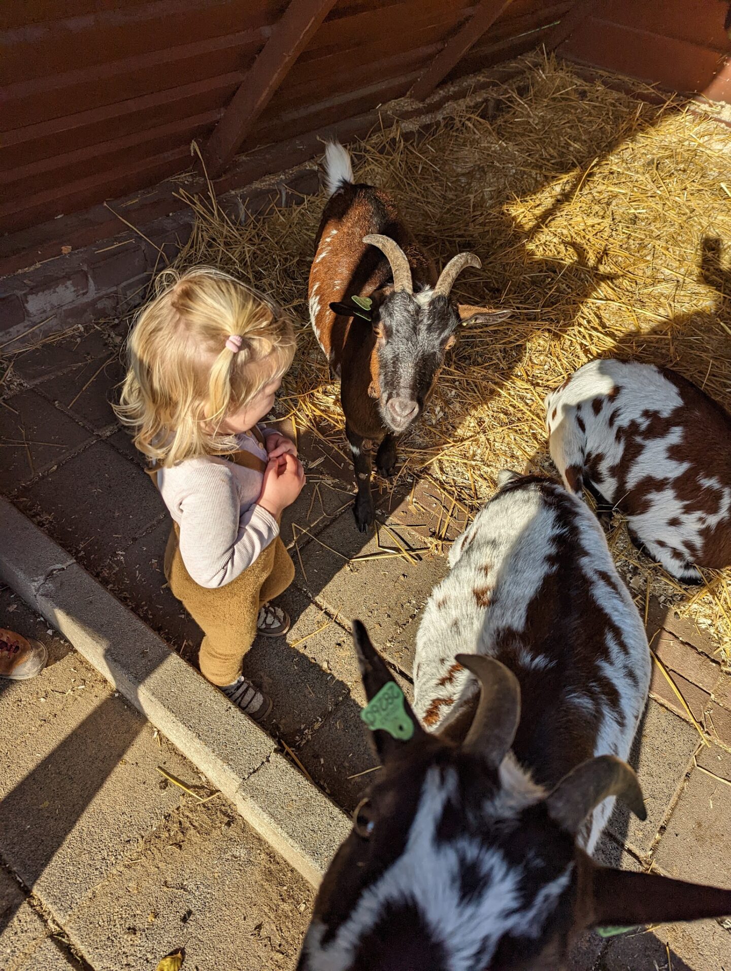 Children’s Farm De Uylenburg