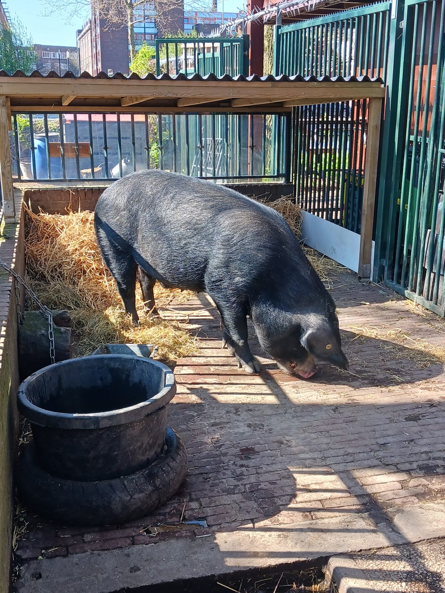 City Farm Zimmerhoeve