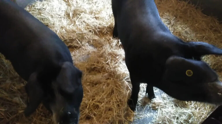 City Farm Zimmerhoeve