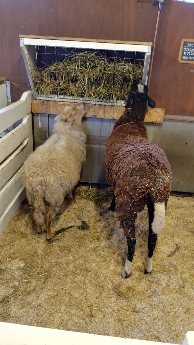 City Farm Zimmerhoeve
