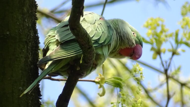 Heemtuin Sloterpark and the Ruige Riet