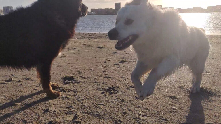 IJburg Beach