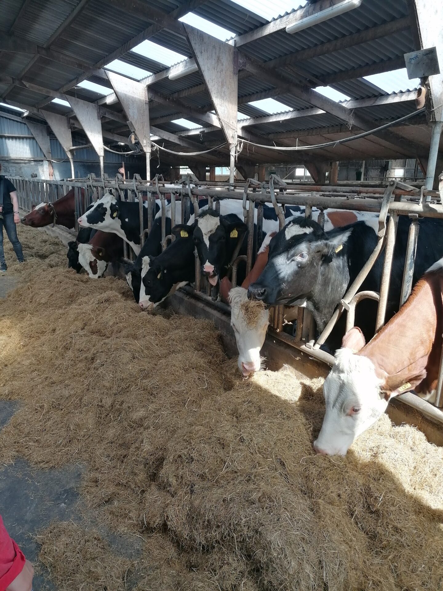 Animal Adventure Kids’ Party at Farmsurvival in Spanbroek