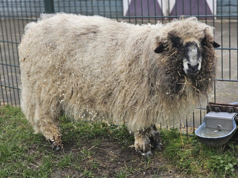 Animal Joy Petting Zoo at Piet van Houtenpark