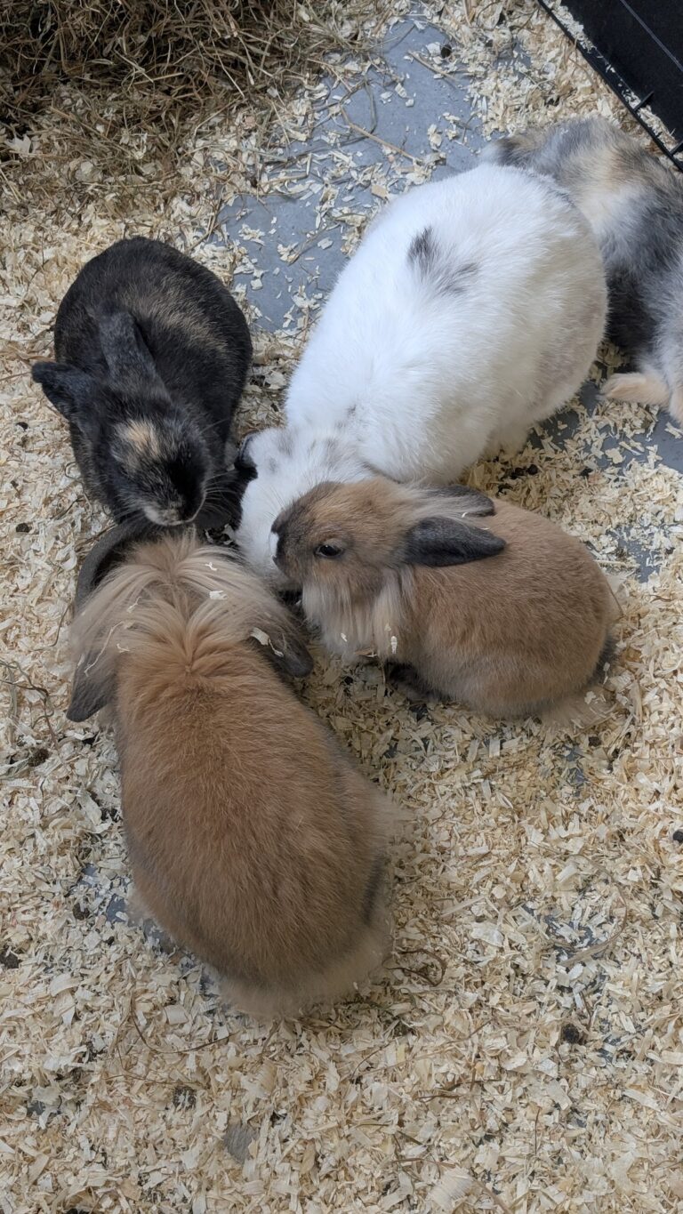 Animal Joy Petting Zoo at Piet van Houtenpark