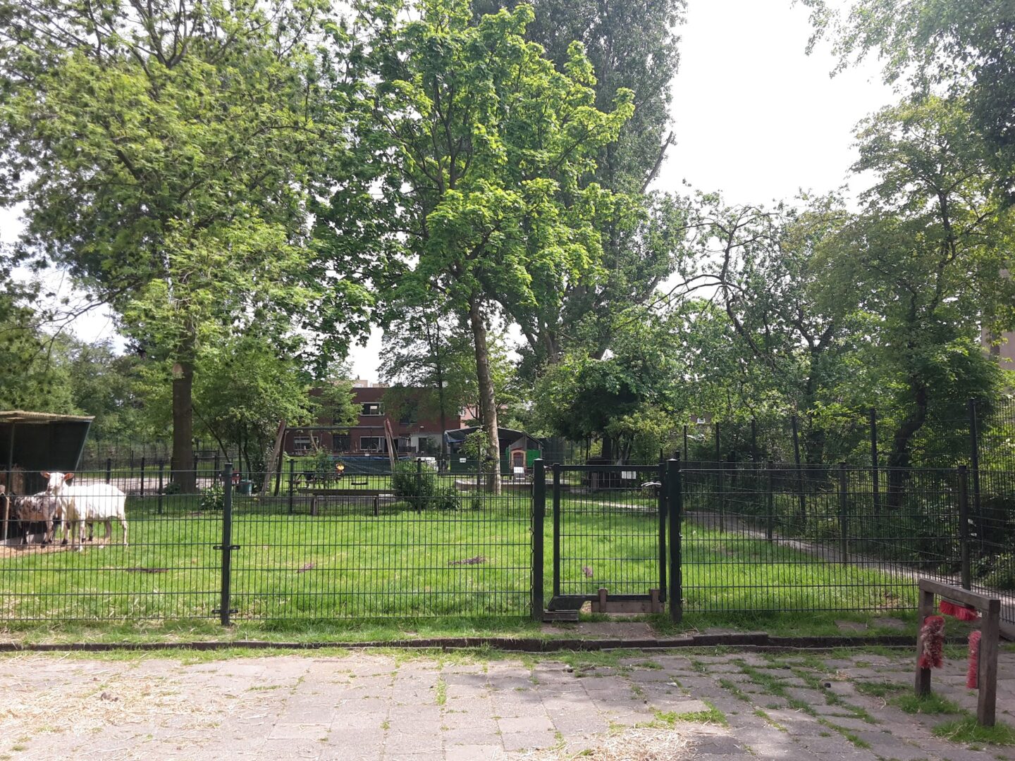 Animal Joy Petting Zoo at Piet van Houtenpark