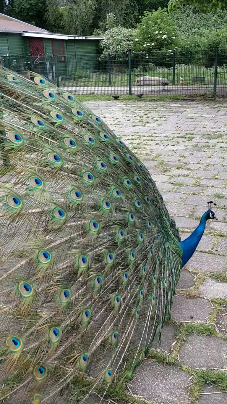 Animal Joy Petting Zoo at Piet van Houtenpark