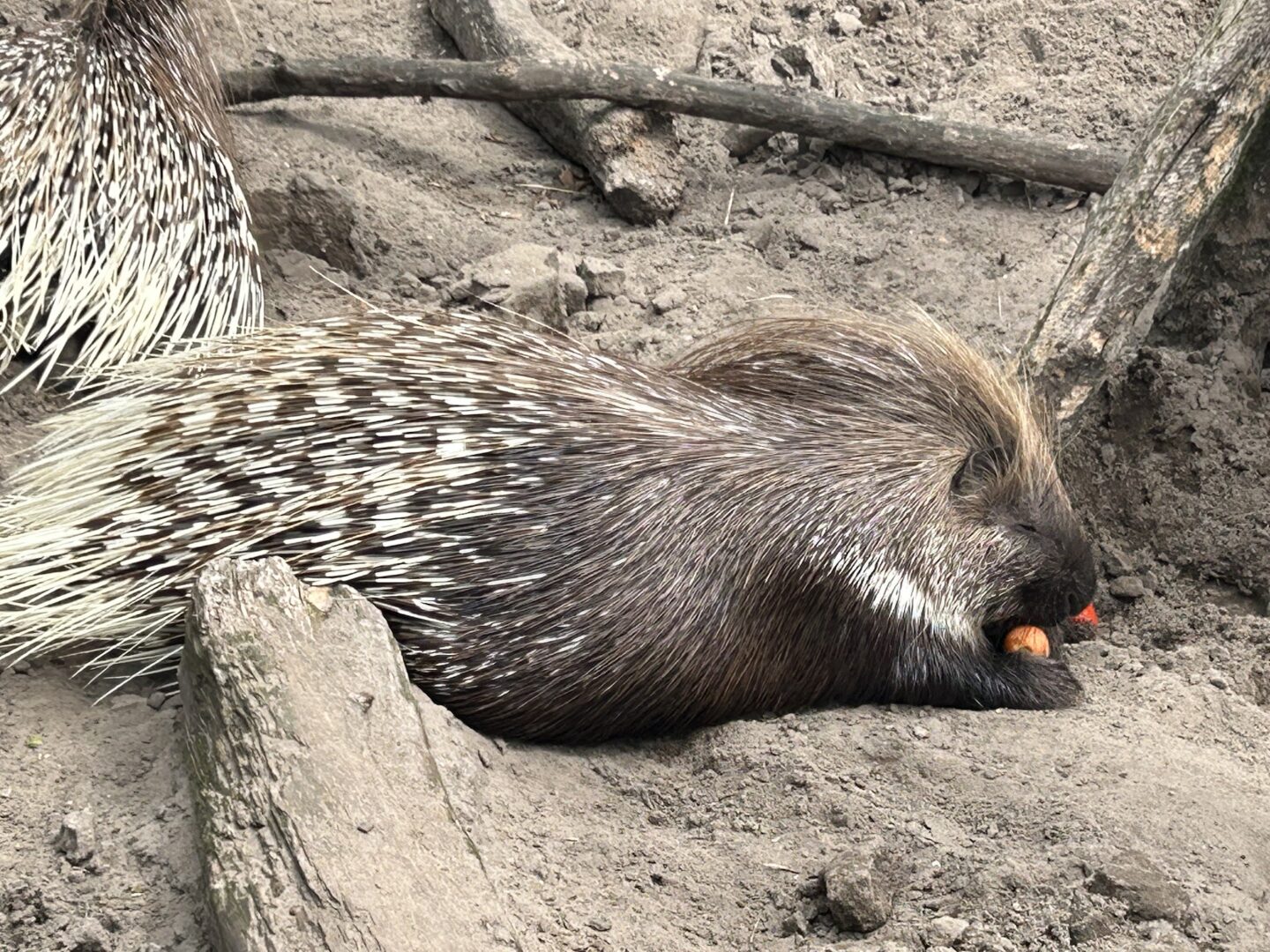 Animal Village Petting Zoo in Heemskerk
