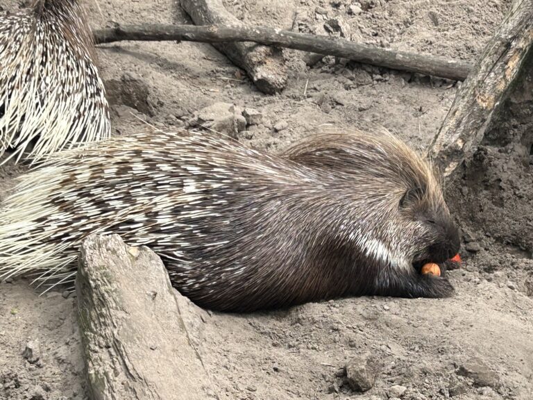 Animal Village Petting Zoo in Heemskerk
