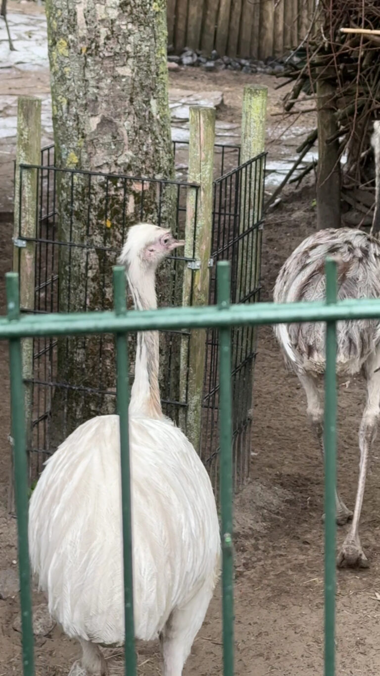 Animal Village Petting Zoo in Heemskerk