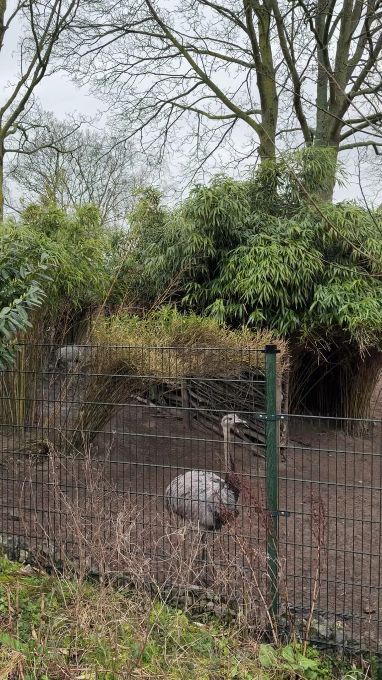 Animal Village Petting Zoo in Heemskerk