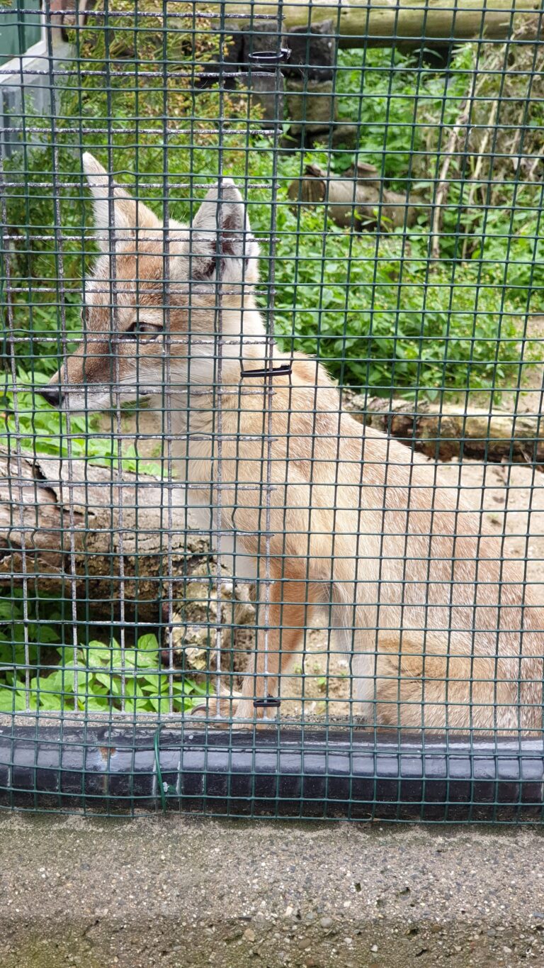 Animal Village Petting Zoo in Heemskerk