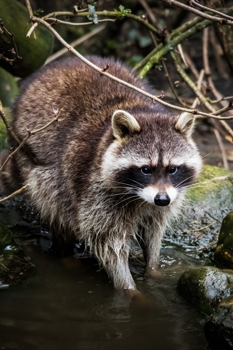Artisklas Haarlem (Smallest Zoo in the Netherlands)