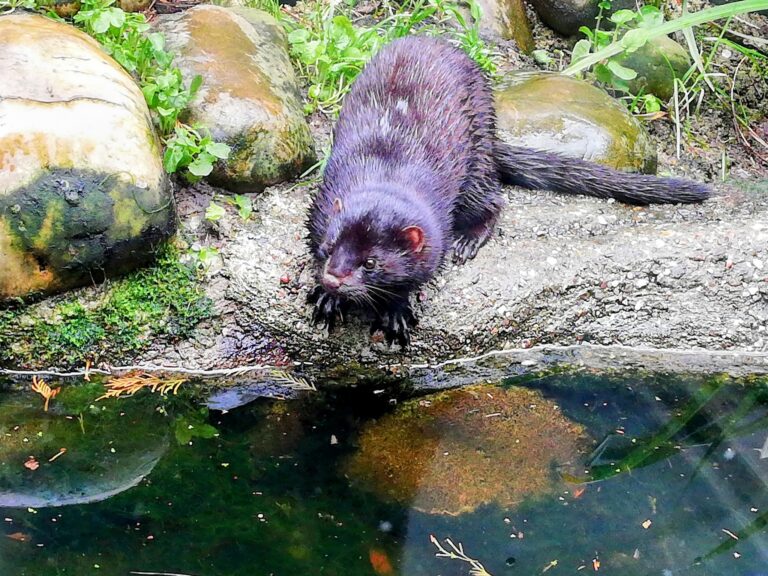 Artisklas Haarlem (Smallest Zoo in the Netherlands)