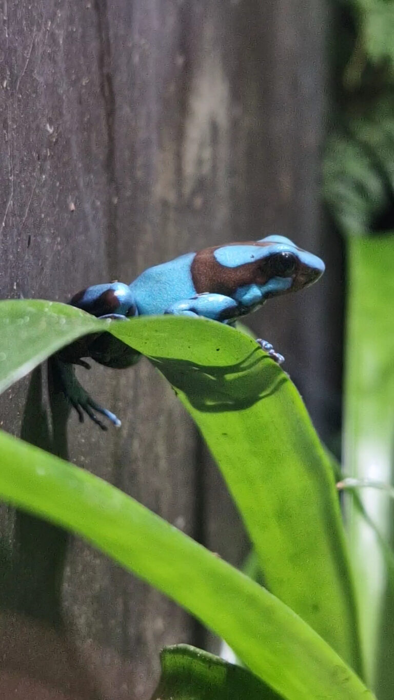 Artisklas Haarlem (Smallest Zoo in the Netherlands)