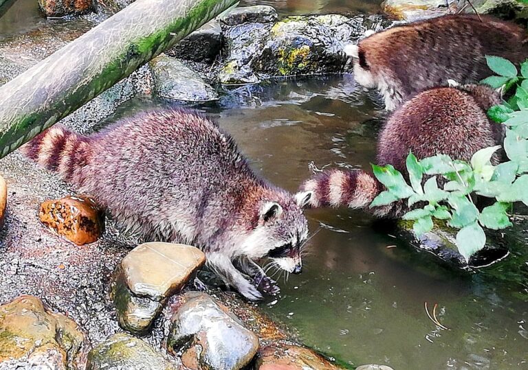 Artisklas Haarlem (Smallest Zoo in the Netherlands)
