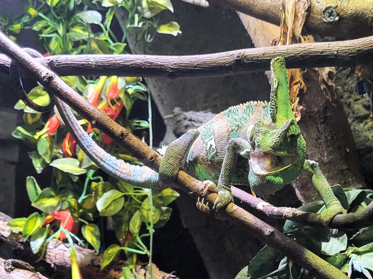 Artisklas Haarlem (Smallest Zoo in the Netherlands)