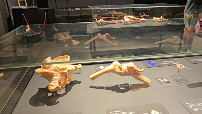 BODY WORLDS Amsterdam