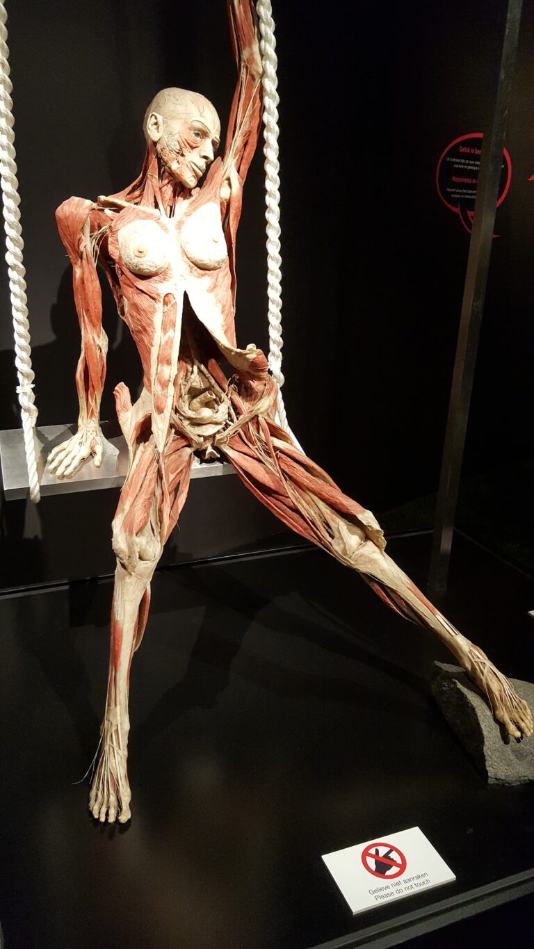 BODY WORLDS Amsterdam