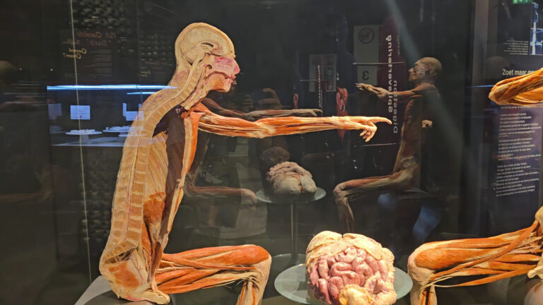 BODY WORLDS Amsterdam