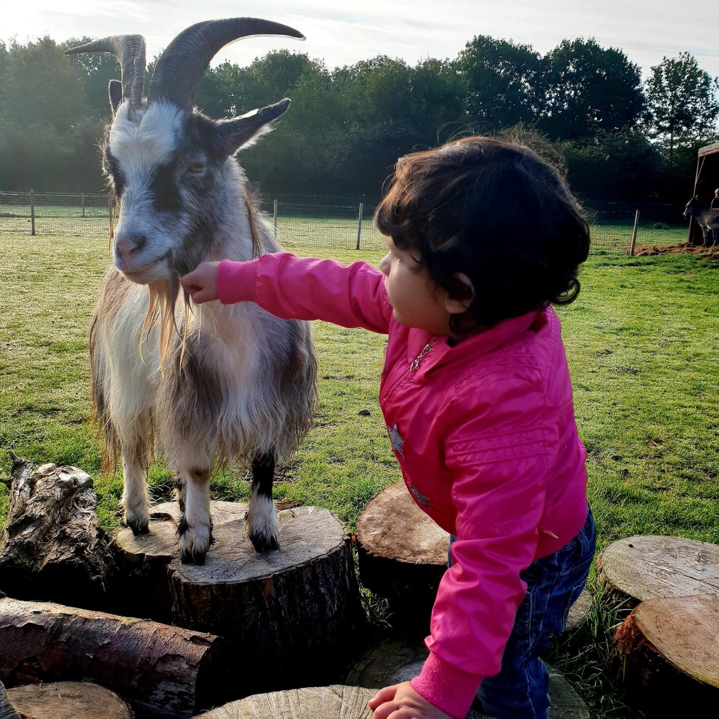 Boerderijfeestje op Boerderij Westerpark