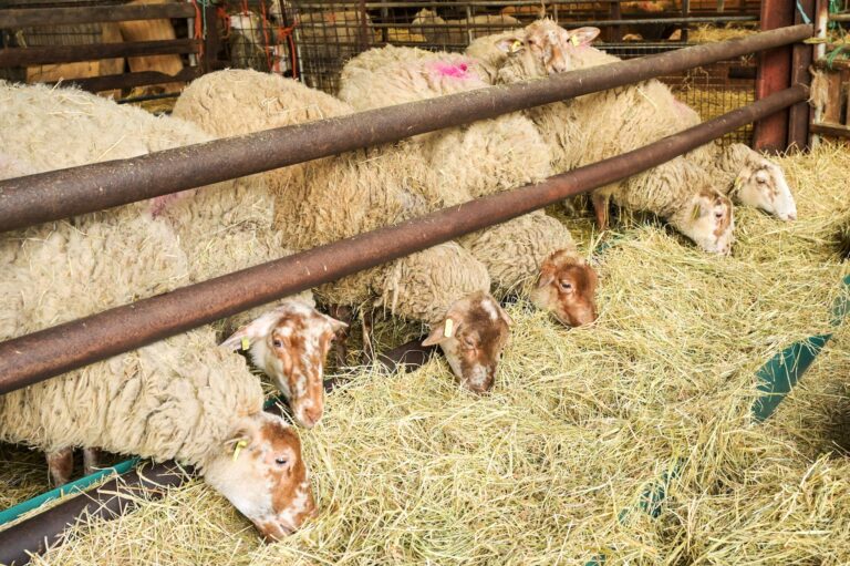 Schapenstreek Organic Dairy and Care Farm