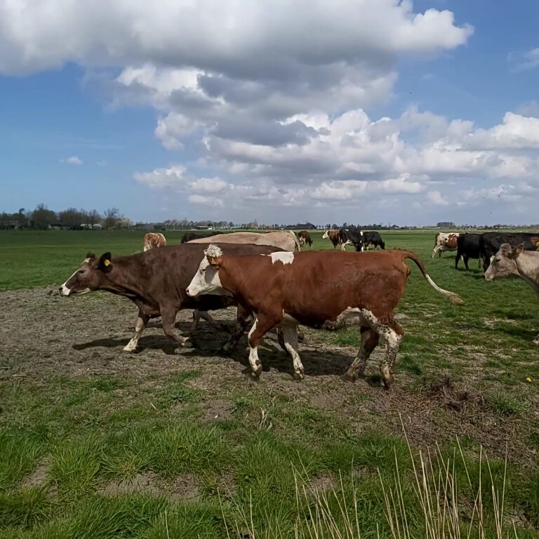 White Ranch