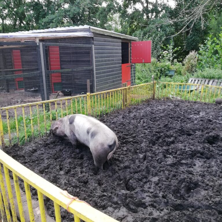 Boerderij Westerpark
