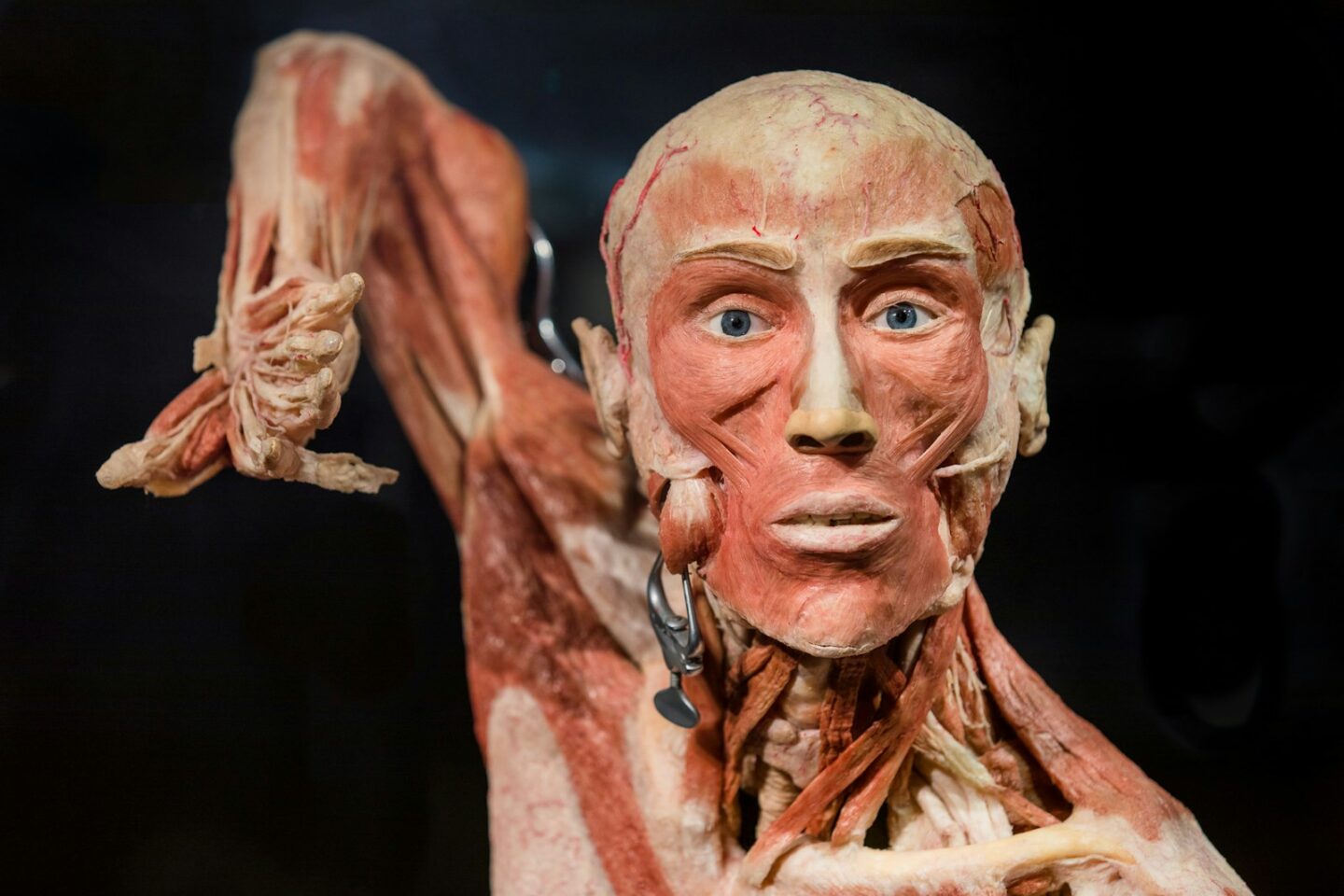 BODY WORLDS – The Happiness Project: Skip The Line