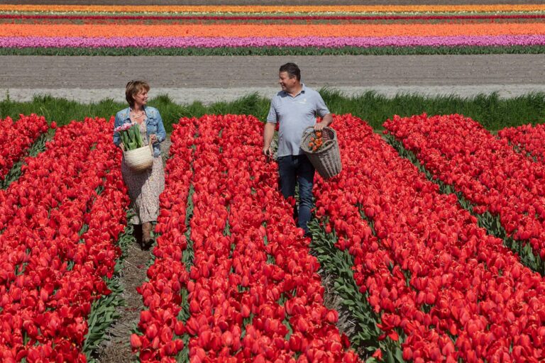 Keukenhof: Day Trip + Windmill Cruise