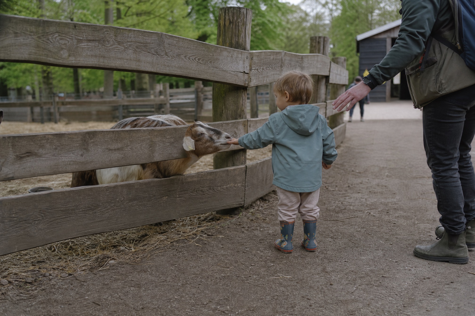 Toddler in rain boots petting a goat at a farm in Amsterdamse Bos