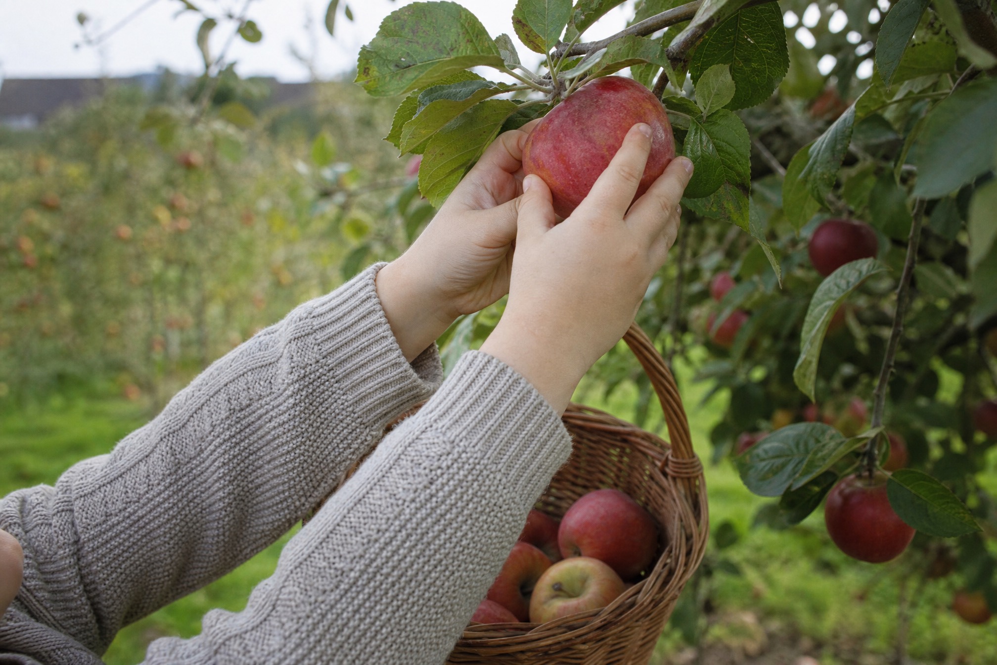 Child picking a red apple by hand into a wicker basket at a Dutch orchard
