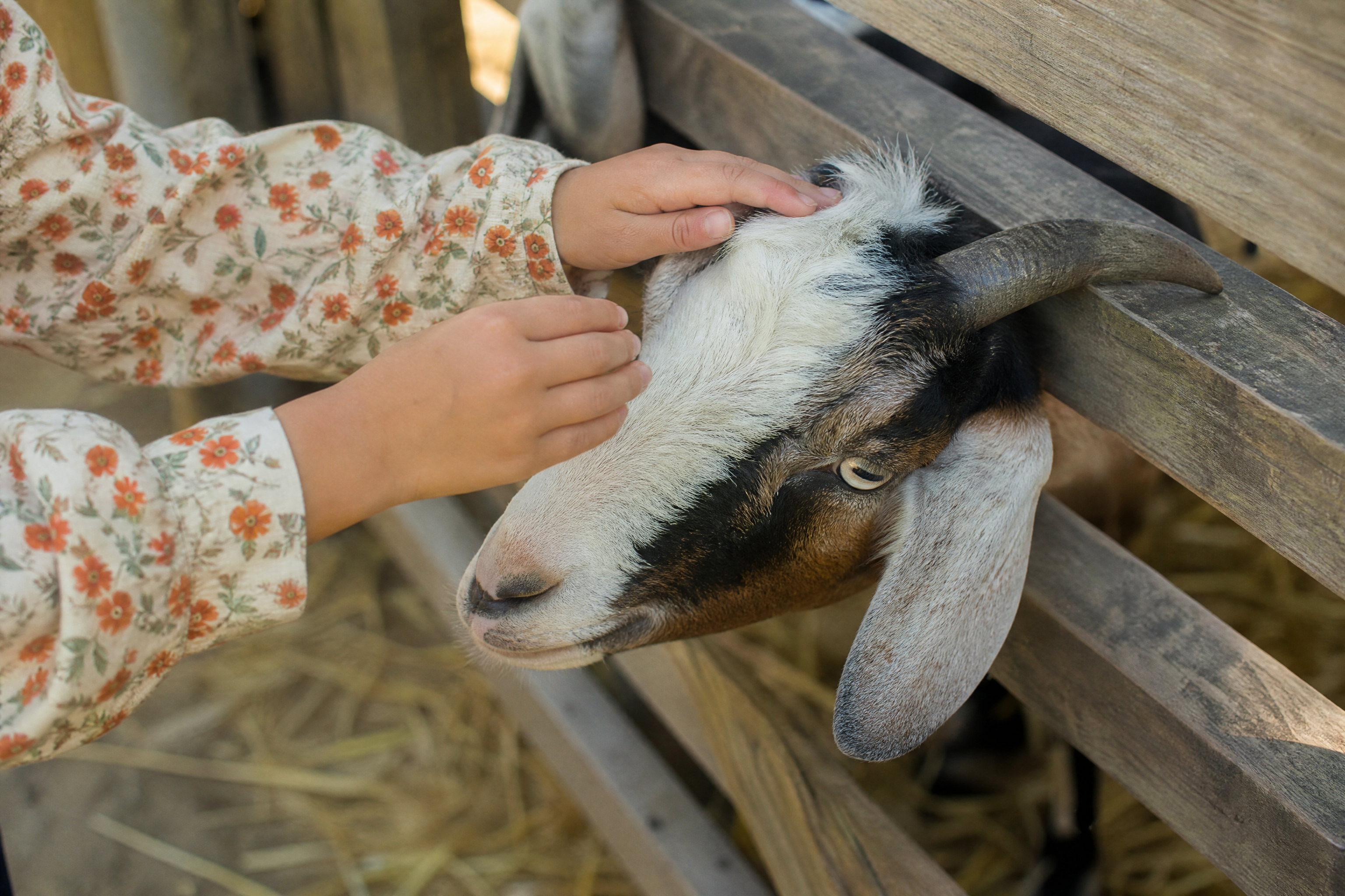 Child petting a goat at the ARTIS petting zoo in Amsterdam