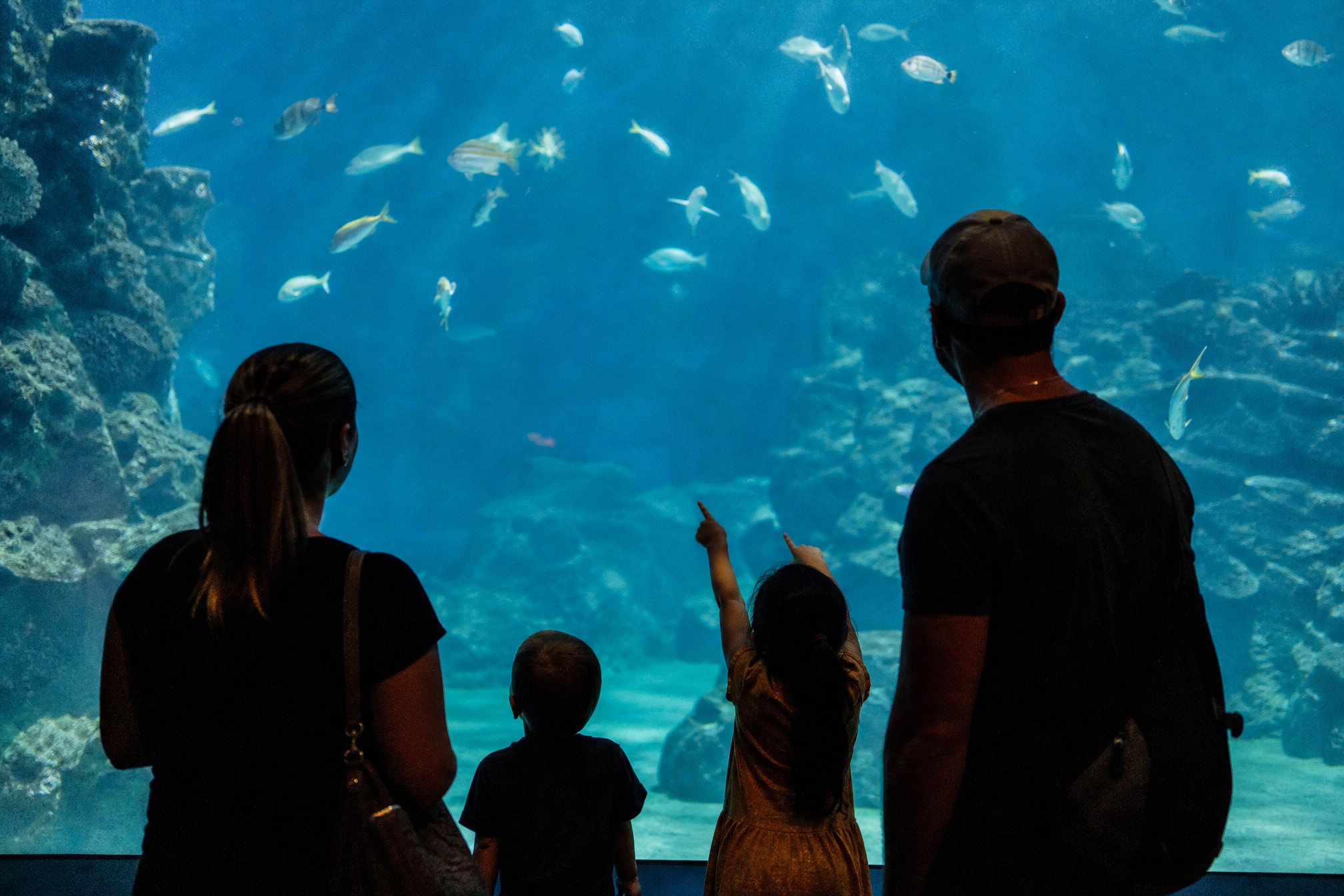 Family looking at fish in the ARTIS Aquarium in Amsterdam