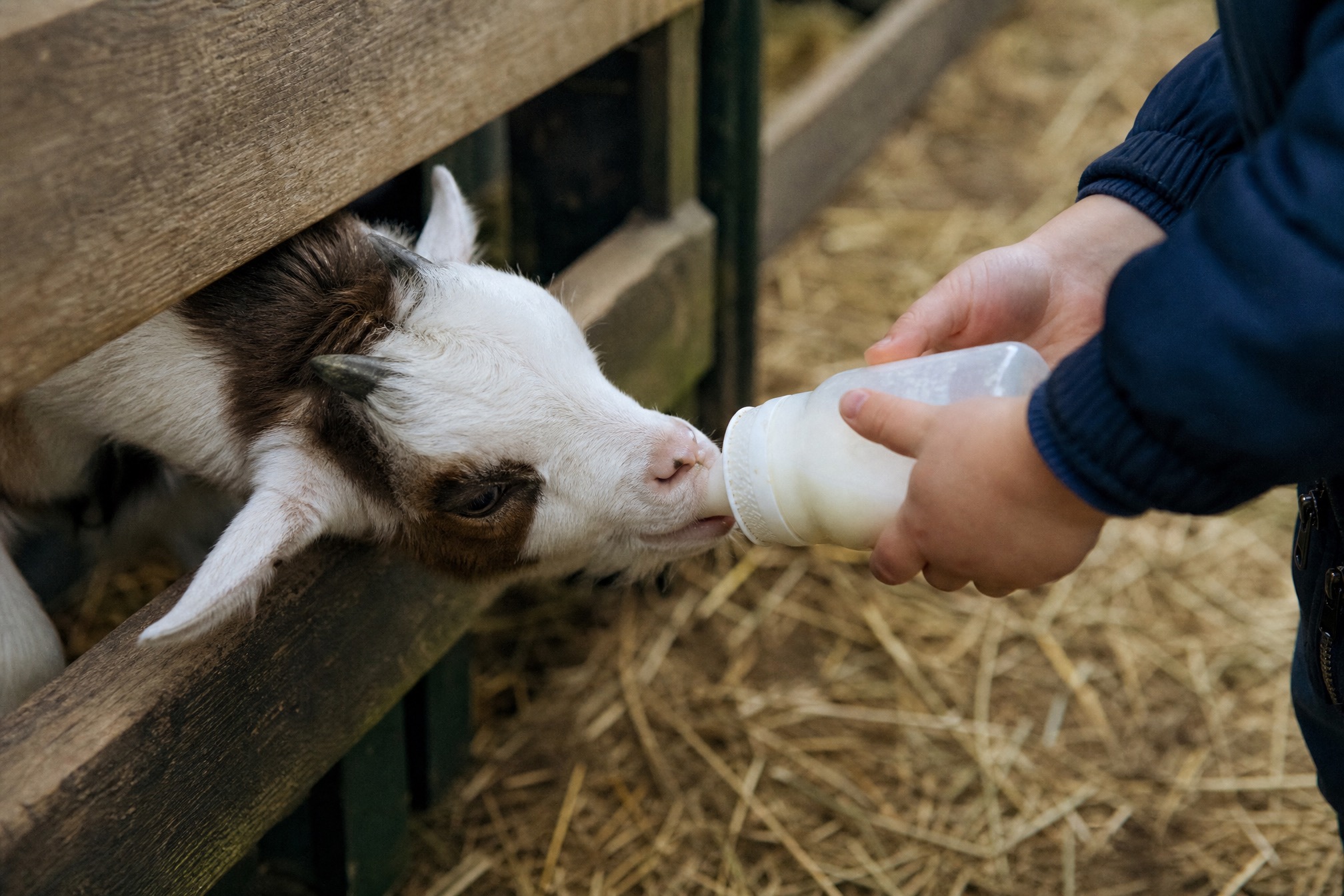 Child feeding a baby goat with a bottle at a Dutch petting farm