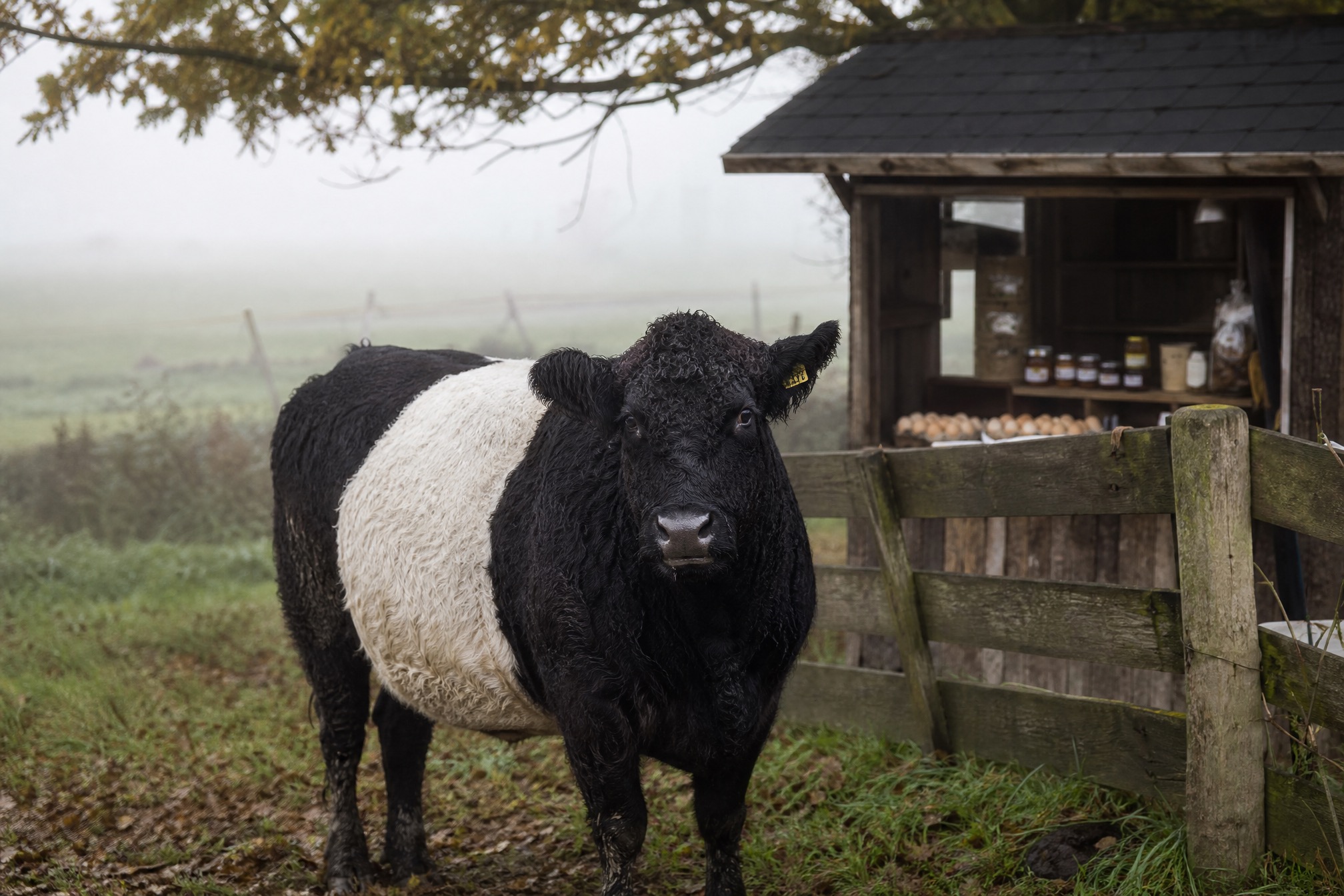 Black and white Lakenvelder cow near a farm shop stall in the Netherlands