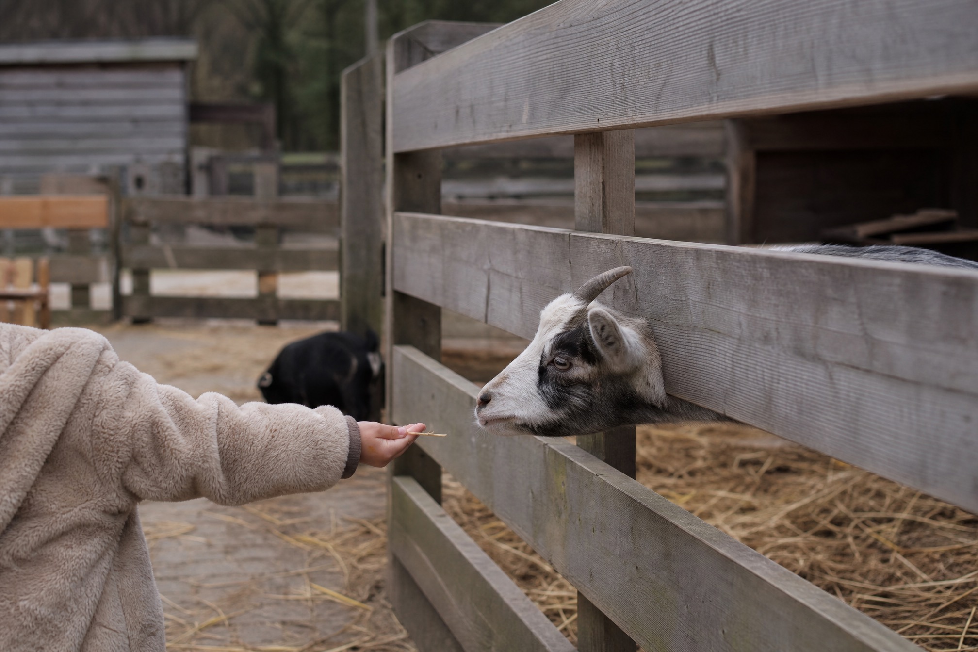 Child feeding a goat at a free petting farm near Amsterdam