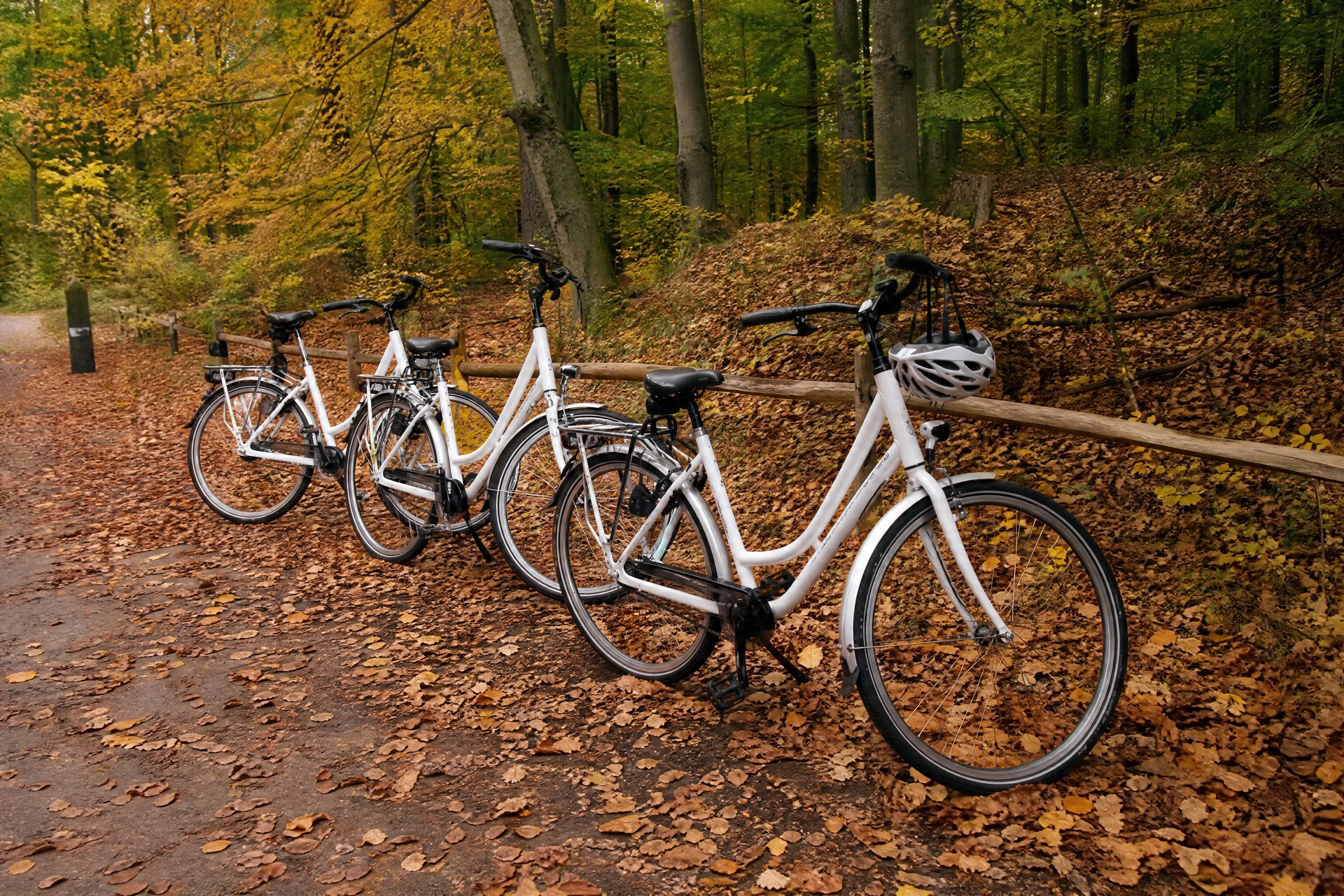 Free white rental bicycles at Nationaal Park De Hoge Veluwe in autumn