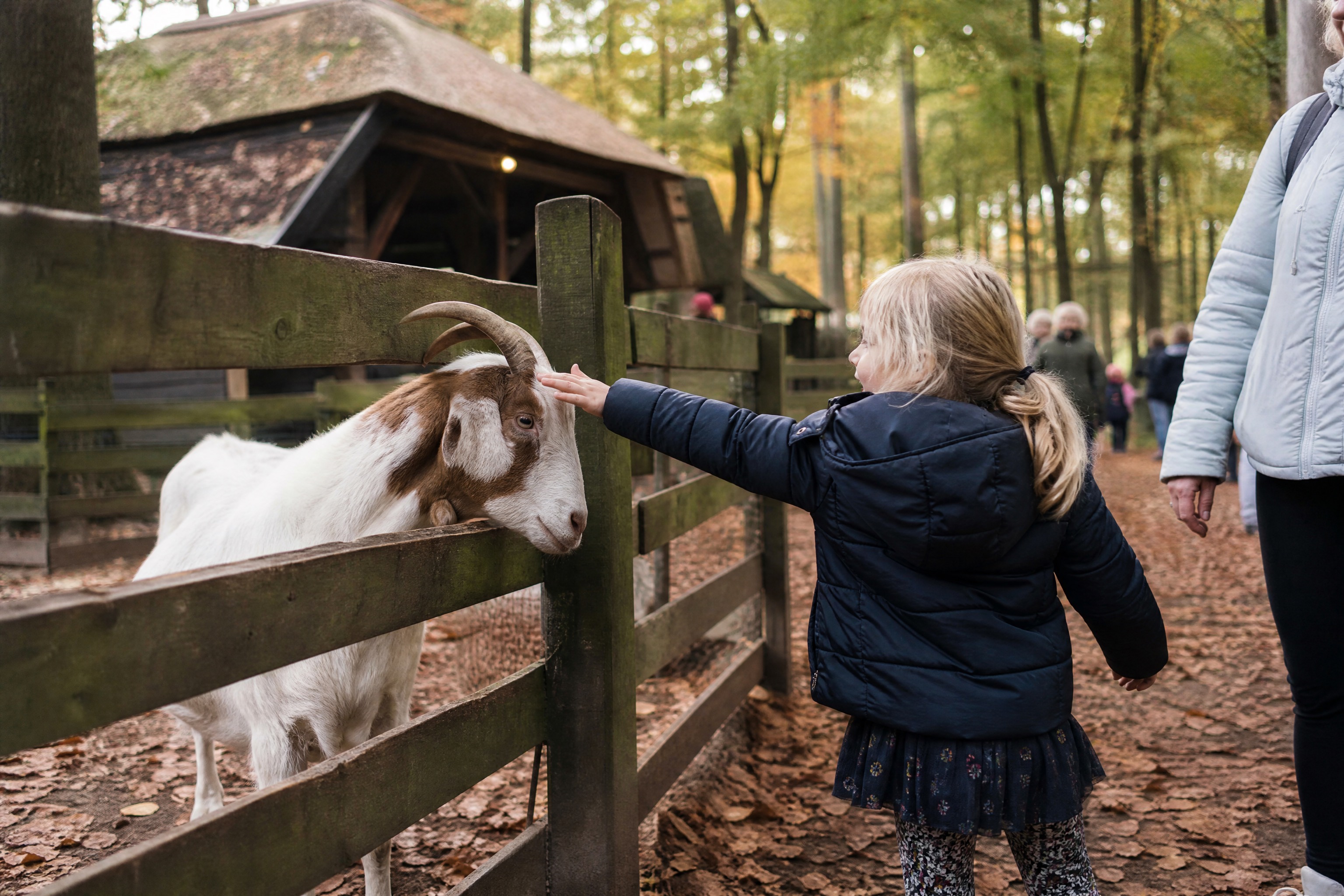 Child petting a goat through a fence at a Dutch forest farm in autumn