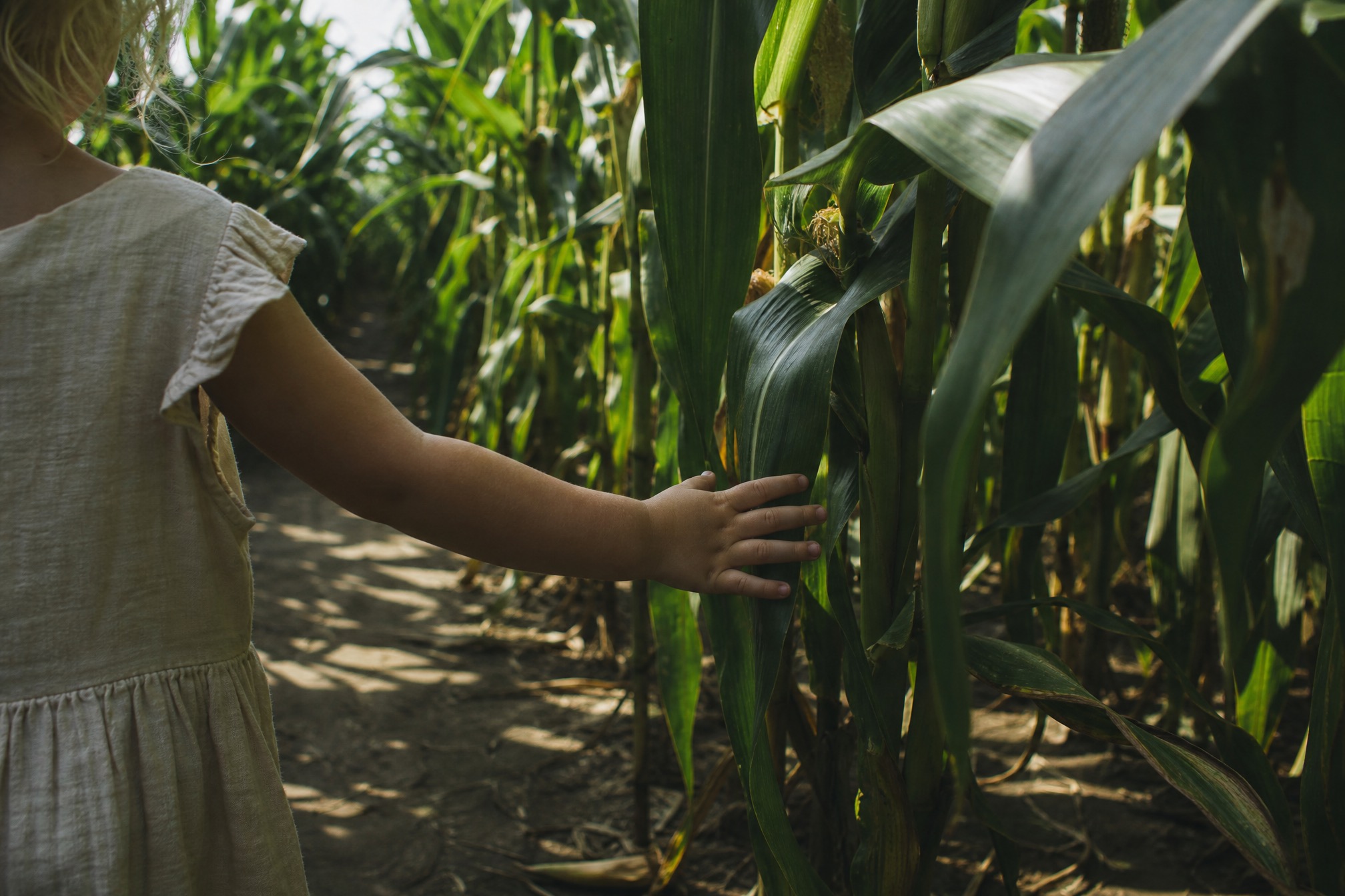 Child touching a corn stalk inside a Dutch corn maze