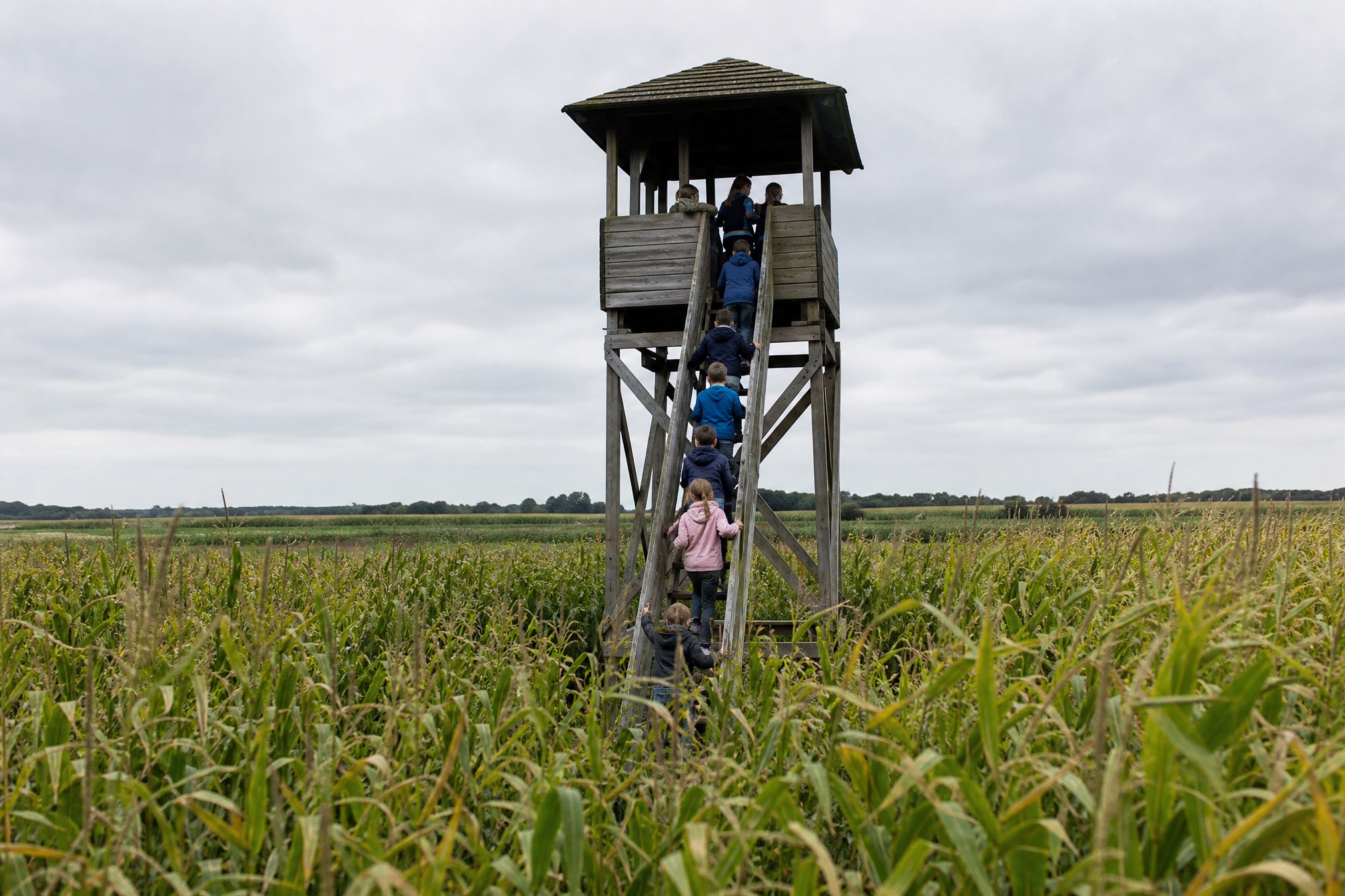 Kids climbing a wooden lookout tower above a cornfield maze in the Netherlands