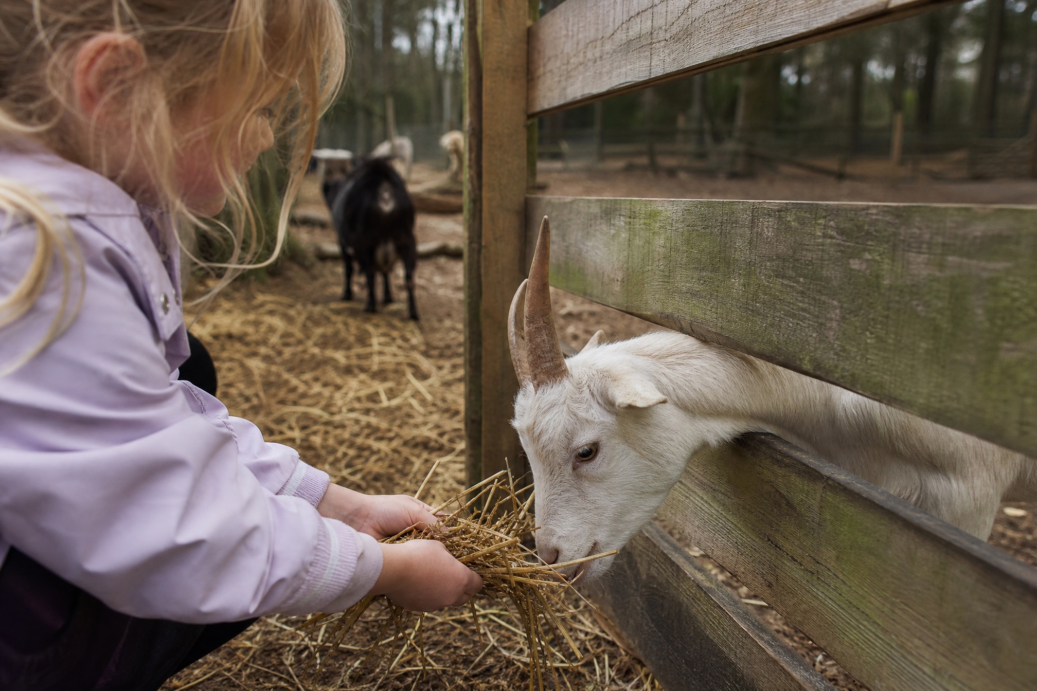 Child feeding a goat by hand at an organic petting farm near Amstelveen