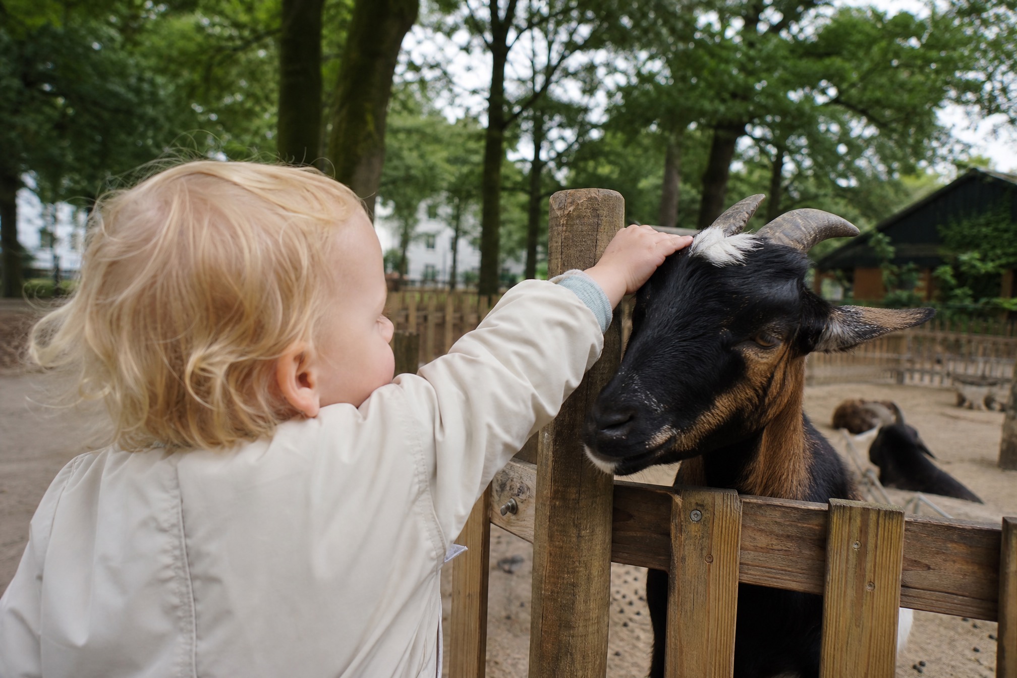 Child petting a goat at a petting farm in Haarlem