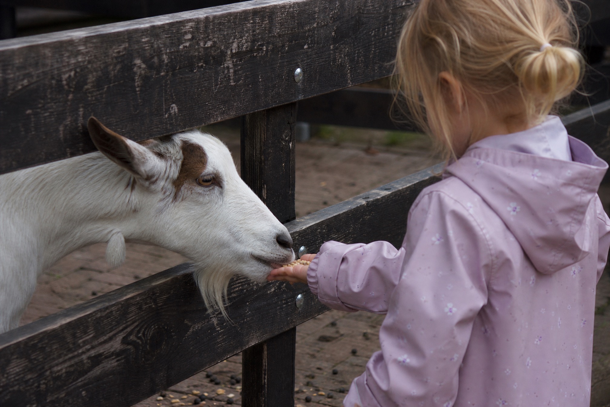 Child gently feeding a goat at a quiet, free kinderboerderij petting farm in Amsterdam